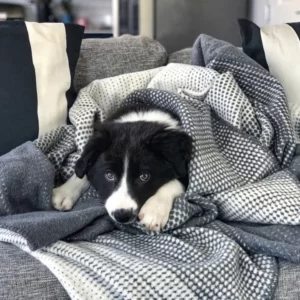 black and white fluffy dog with grey and white fleece blanket from thread talk