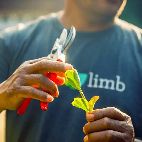 Leaf & Limb treecologist pruning a branch