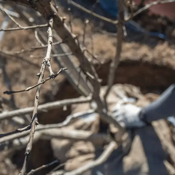 Person planting a tree with Leaf & Limb's tree services