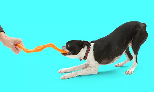 black and white dog tugging on a rubber toy from west paw